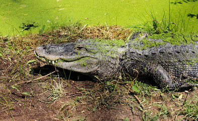 Alligator in moss