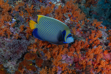 Naklejka na ściany i meble Indonesia, West Papua, Raja Ampat. Angelfish close-up.