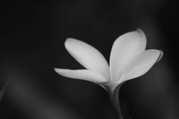 white petal on black
