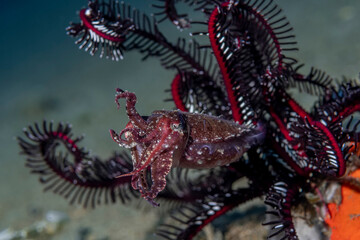 Indonesia, West Papua, Raja Ampat. Cuttlefish changing to color of nearby coral.