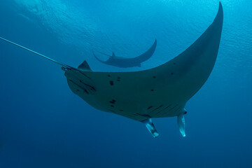 Indonesia, West Papua, Raja Ampat. Underneath two manta rays.