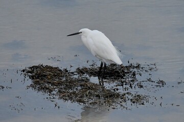 Egret at seaside in Brittany France