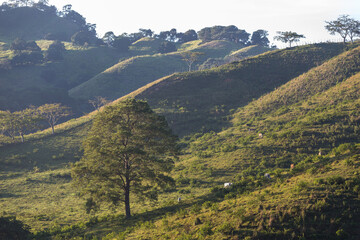 Naklejka premium Dramatic morning sunrise and foggy sunlit hills in the Caribbean with cattle in the meadow and big trees in th3 Dominican Republic.
