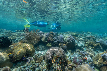 Naklejka na ściany i meble Indonesia, West Papua, Raja Ampat. Snorkelers survey reefs.