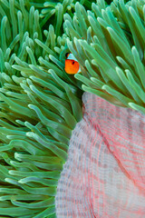 Indonesia, West Papua, Raja Ampat. Clown anemonefish among anemones. - obrazy, fototapety, plakaty