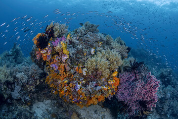 Fototapeta na wymiar Indonesia, West Papua, Raja Ampat. Coral reef scenic.
