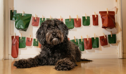 black labradoodle dog in front of its advent calendar