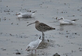Courlis cendré sur le bord de mer en Bretagne