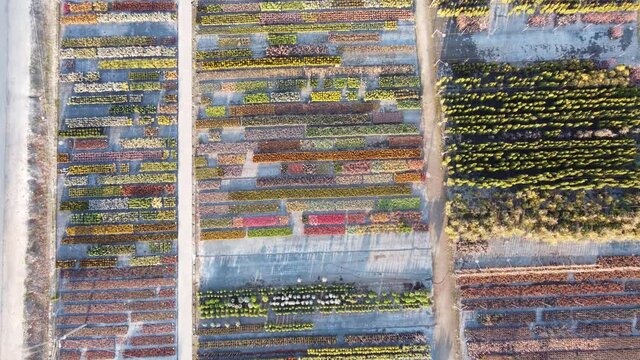 Aerial view of a variety of colorful flowers 