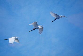 three little egrets in flight against the blue sky in Tuscany