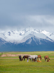 Horses on their summer pasture. Alaj Valley in front of the Trans-Alay mountain range in the Pamir Mountains. Central Asia, Kyrgyzstan