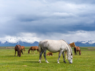 Fototapeta na wymiar Horses on their summer pasture. Alaj Valley in front of the Trans-Alay mountain range in the Pamir Mountains. Central Asia, Kyrgyzstan