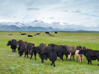 Domestic Yak on their summer pasture. Alaj Valley in front of the Trans-Alay mountain range in the Pamir Mountains. Central Asia, Kyrgyzstan