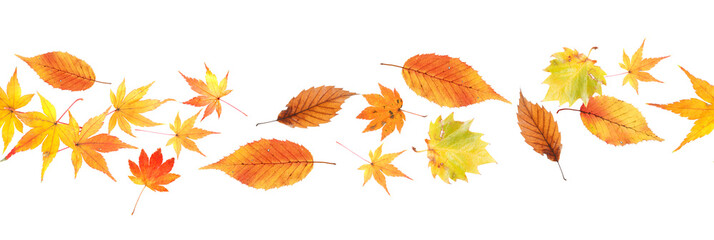 Fototapeta na wymiar seamless line pattern of fall leaves on a white background
