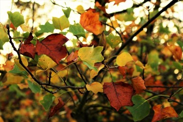 Fototapeta premium Tulip tree leaves in autumn (University Parks, Oxford)