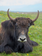 Domestic Yak on their summer pasture. Alaj Valley in the Pamir Mountains. Central Asia, Kyrgyzstan