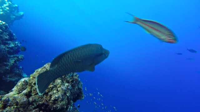 Fish - Napoleon swims along an amazing coral reef 