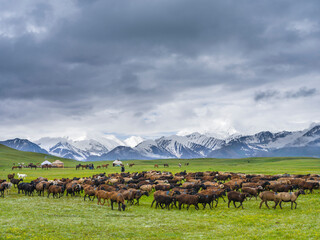 Traditional yurt the Transalai mountains in the background. Alaj valley in the Pamir Mountains....
