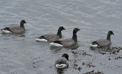 Geese at seaside
