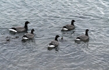 Geese at seaside