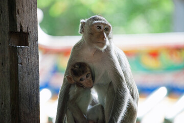 可愛いサル