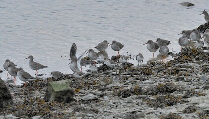 Chevaliers Gambette en bord de mer