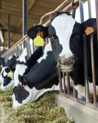 Cows standing in stall and eating at livestock breeding farm