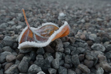 frozen leaf with ice crystals