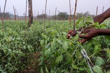 Dramatic image of haitian farm workers hands tying up tomato vines in a farm high in the Caribbean mountains of the Dominican Republic, in early morning.