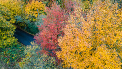 Aerial view of road and trees in autumn colours, West Sussex, UK.