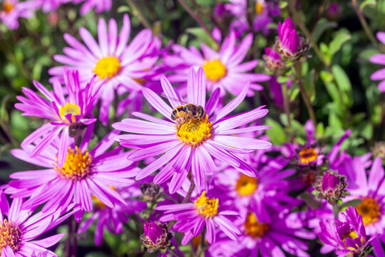 Aster Amellus 'Brilliant' a lilac pink herbaceous perennial summer autumn flower plant commonly known as michaelmas daisy, stock photo image