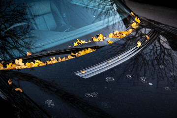 Yellow autumn leaves fallen on a car by the windscreen and wiper blade. - obrazy, fototapety, plakaty
