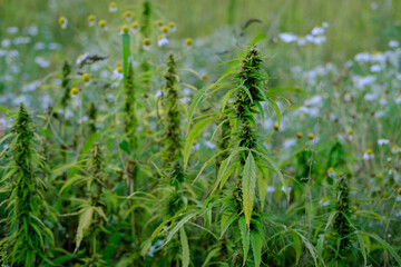 green cannabis plants growing on medical cannabis fields in Germany, concept of medical marijuana legalization, drug trafficking