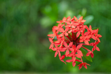 red flower