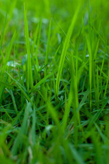 green grass