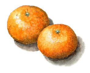 アナログ水彩夏みかん2個