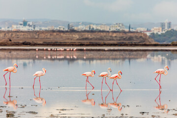 Fototapeta premium Pink flamingos walking along the coast, Larnaca salt lake, Cyprus