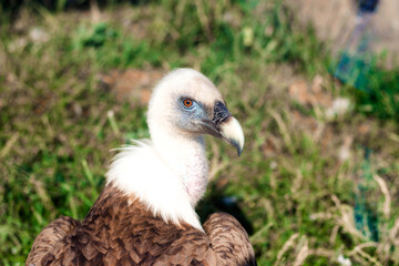 Griffon Vulture, Gyps fulvus portrait.