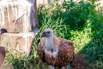 griffon vulture sits on the grass against the backdrop of mountains.