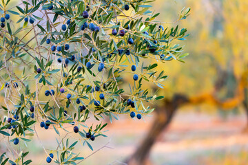 Harvesting. Closeup of ripe black olives on tree branches in green foliage