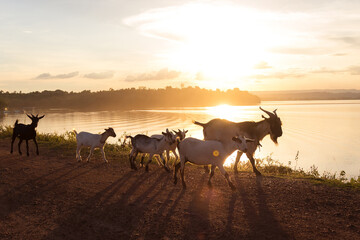 Fototapeta na wymiar Goats in a meadow at sunset. Beautiful autumn country landscape in the background