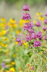Fototapeta na wymiar Pink horsemint blooms in front of a field of yellow rudbeckia.