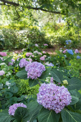 A planting of hydrangeas under the shade of a tree.