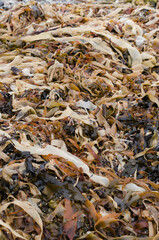 Seaweed on a beach at low tide.