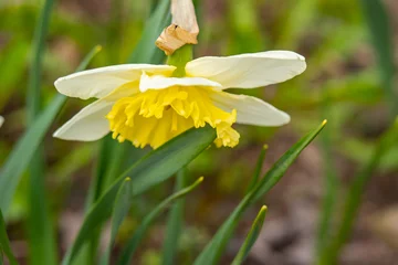 Poster Narcissus flower growing in the garden bed, spring flowers © Oleg