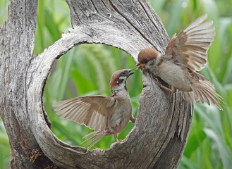 穴の空いた木と雀