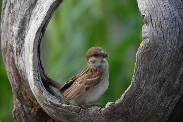穴の空いた木と雀
