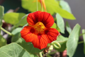 Horizontal shot macro of the vibrant and beautiful red flower 