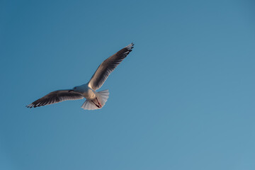 Seagull flying over