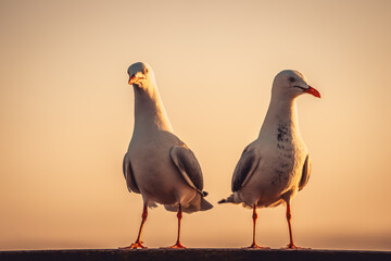 Seagulls in warm sunset light